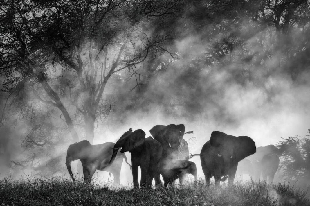 Ghost Elephants, Werner Herzog. Courtesy of La Biennale 2025
